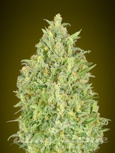 ADVANCED SEEDS - Auto Pineapple Glue