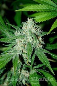 ADVANCED SEEDS - Haze Mist