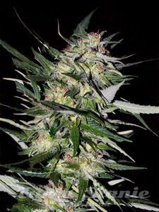 ADVANCED SEEDS - Jack Plant