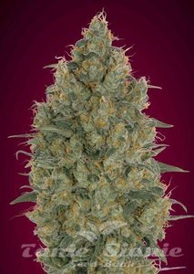 Strawberry Gum - ADVANCED SEEDS