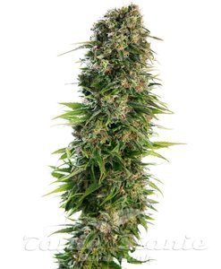 Afghan Kush Auto