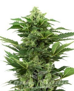 Nasiona Afghan Pearl CBD Auto - SENSI SEEDS