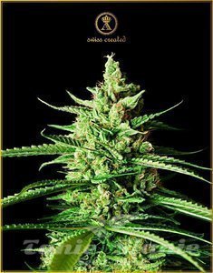 AK-01 - ANACONDA SEEDS