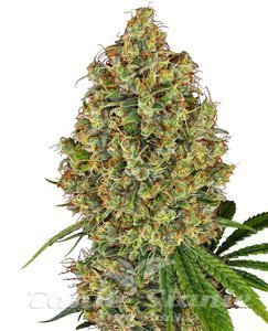 Nasiona AK-420 - WHITE LABEL