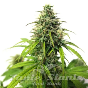 AK Auto - BLIMBURN SEEDS