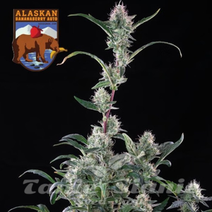 Alaskan Bananaberry Auto - SEEDSMAN