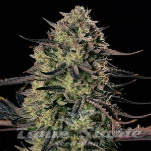 Alien Gas XXL Auto - SILENT SEEDS