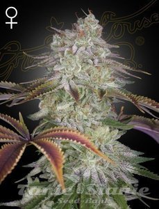 Alienz - GREEN HOUSE SEEDS