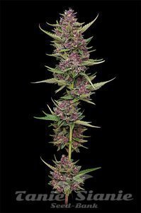 All Gas OG - HUMBOLDT SEED COMPANY