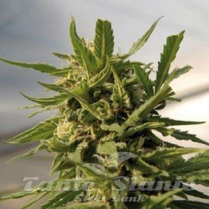 Critical - AMARANTA SEEDS