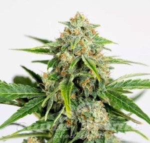 Amnesia CBD Pure Auto - HUMBOLDT SEED ORGANIZATION