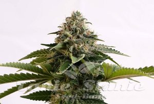 Nasiona Amnesia Dream XL Auto - KANNABIA SEED