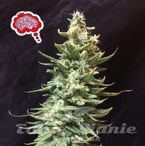 Amnesia FAST - SEEDSMAN