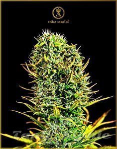 Amnesia Haze - ANACONDA SEEDS