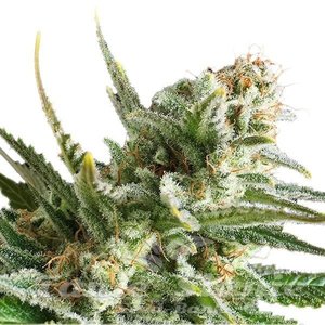 Amnesia Haze Auto - BIOGENETIC