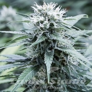 Amnesia Haze - G13 LABS