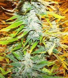 Amnesia Kush (Fast Version)
