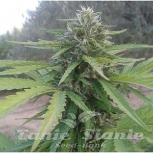 ! Amnesia Lemon Auto