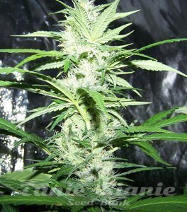 ! Amnesia XXL Auto