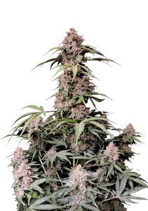 Nasiona Amnesia Zkittlez Auto - FASTBUDS