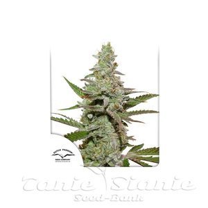 Amsterdam Amnesia - DUTCH PASSION