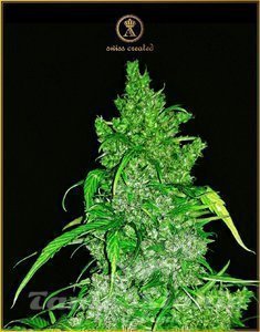 Anaconda Auto - ANACONDA SEEDS