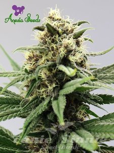 Auto Lemongrass - ANESIA SEEDS