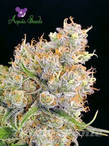 Future #1 - ANESIA SEEDS