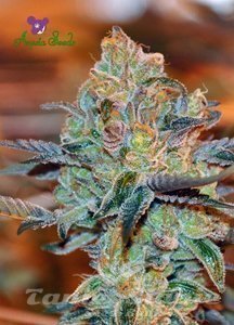 Orient Express - ANESIA SEEDS