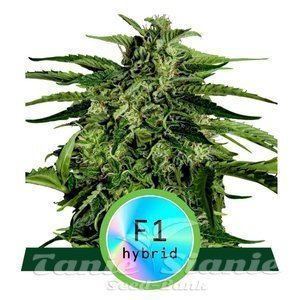 Apollo F1 Hybryda - ROYAL QUEEN SEEDS