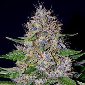 Apple Crumble - G13 LABS
