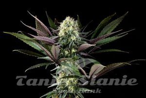 Nasiona Apple Fritter - KANNABIA SEED