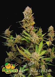 Apricot Auto - FASTBUDS