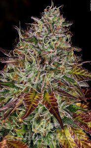 Apricot Candy - PARADISE SEEDS