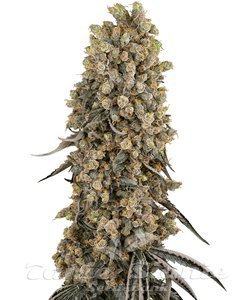 Atomic Blue Dream - SENSI SEEDS