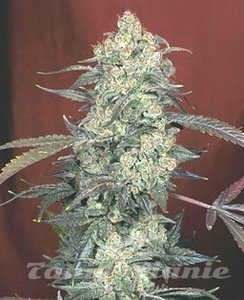 Auto AK47 - BIOGENETIC
