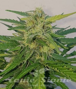 Nasiona Auto Blueberry Cheesecake - FEMALE SEEDS