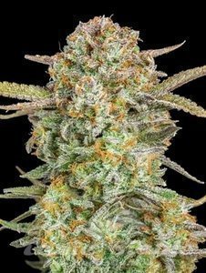 Auto Bruce Banner XXL - ADVANCED SEEDS