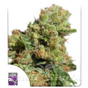 Auto Bruce Lemon Diesel - DUTCH PASSION