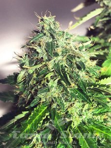 Auto Cannabis Light - MINISTRY OF CANNABIS