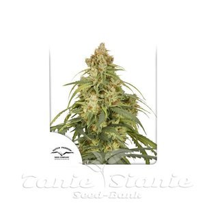 Auto CBD-Victory - DUTCH PASSION