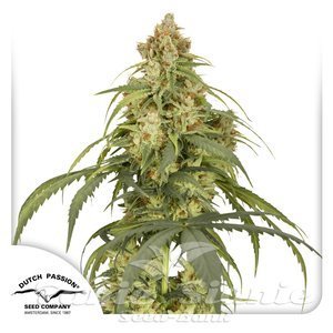 Nasiona Auto CBD-Victory - DUTCH PASSION