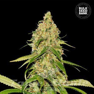 Nasiona Auto CBD White Widow - BULK SEED BANK
