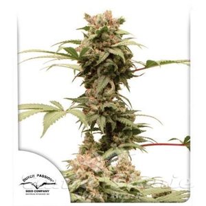 Auto CBG-Force - DUTCH PASSION