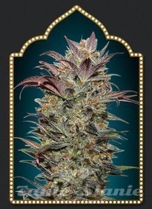 Nasiona Auto Chocolate Cream - 00 SEEDS BANK
