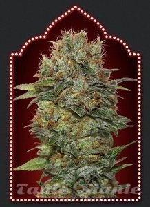 Nasiona Auto Chocolate Kush - 00 SEEDS BANK