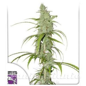 Auto Creeper - DUTCH PASSION