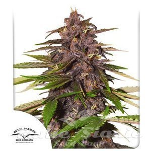 Auto Forbidden Cherry - DUTCH PASSION