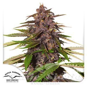 Nasiona Auto Forbidden Cherry - DUTCH PASSION