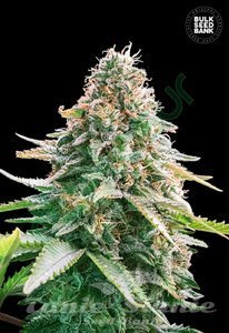 Nasiona Auto Gelato Samba - BULK SEED BANK